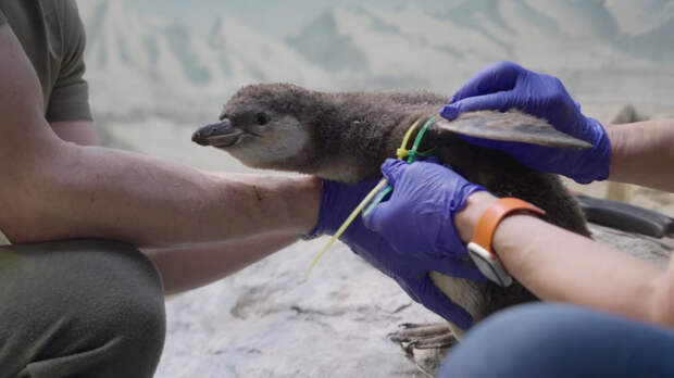 В Московском зоопарке родились птенцы пингвинов Гумбольдта