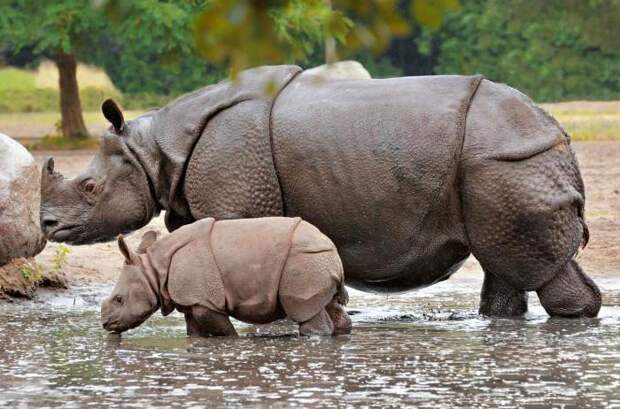 Индийские носороги: описание, среда обитания, фото