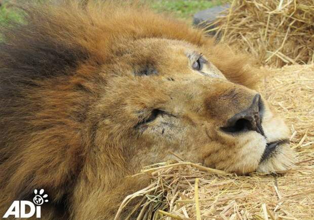 Лео и еще 32 львов спасли из различных цирков в Южной Африке, где с животными жестоко обращались. животные, лев, милота