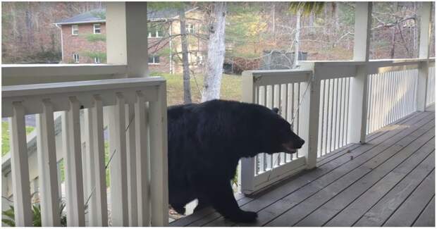 Привет, сосед! Медвежье семейство зашло в гости к жителю США видео, встреча, животные, медведи, сша, юмор