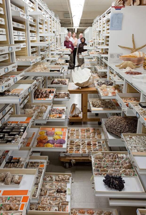 Масштабы, потрясающие воображение: тайные коллекции музея естественной истории