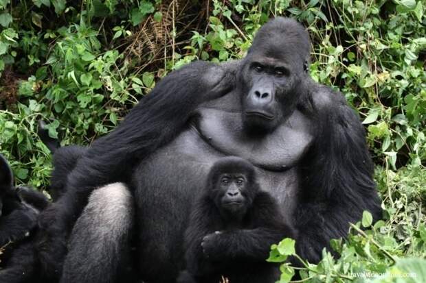 2. Горных горилл, которые помимо Конго обитают еще только в двух странах в Уганде и Руанде. африка, путешествия, экстрим