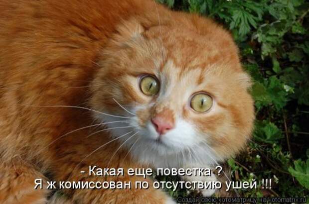 Новая котоматрица (39 фото)