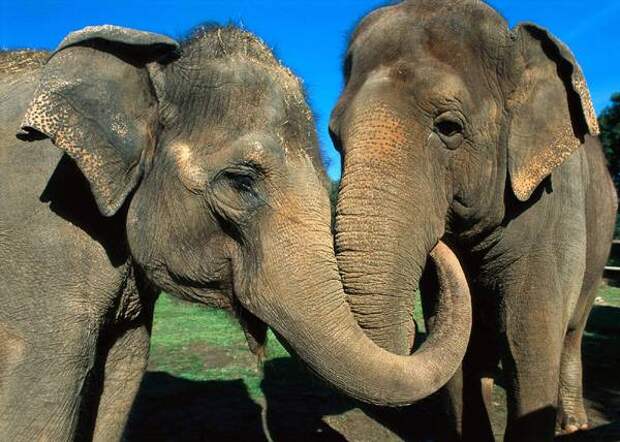 Азиатский слон (Elephas maximus), фото животные фотография