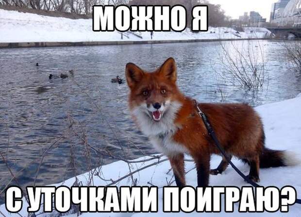 Прикольные картинки (102 фото) Прикольные картинки (102 фото)