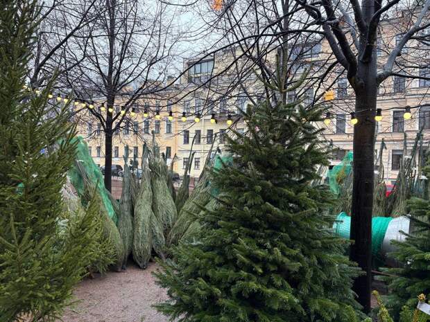Цены на живые елки в Петербурге выросли до 5 тысяч рублей