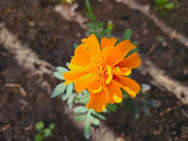 Бархатцы тоже радуют своими расцветками. Очень яркие и красивые