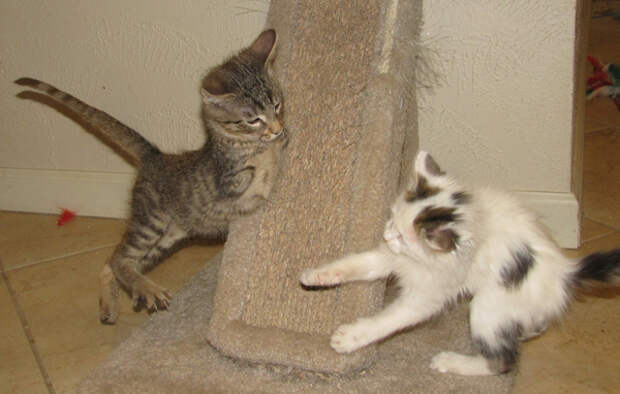 20140124-catster-monday-miracle-mercury-amputee-006