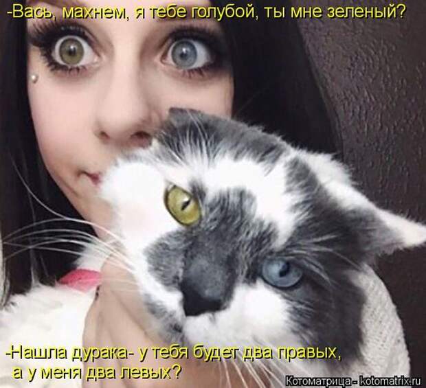 Лучшие котоматрицы недели (50 фото)