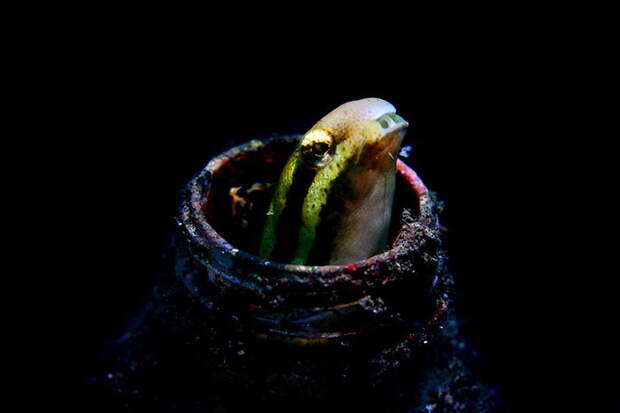 Подводный мир Индонезии
