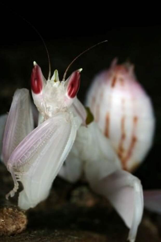 Орхидейный богомол (лат. Hymenopus coronatus) (англ. Orchid Mantis)