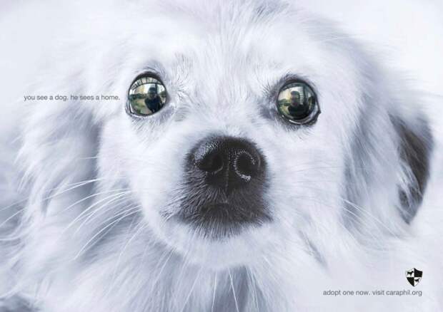 рекламные кампании о животных раскрывающие правду (47)