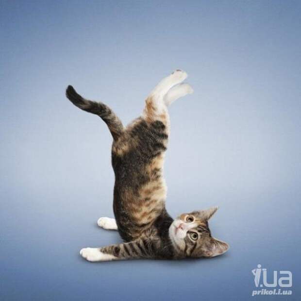 Йога для животных от фотографа Дэна Борриса