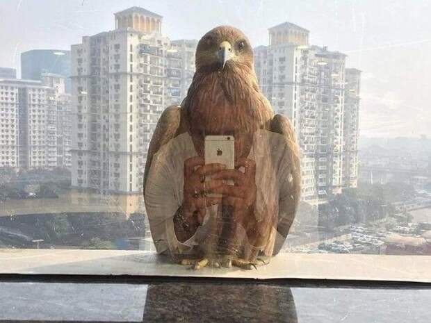 фото в нужный момент, фотографии сделанные в нужный момент, смешные фотографии в нужный момент