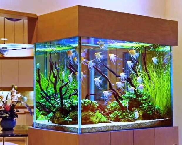 120 литровый аквариум в комнате 