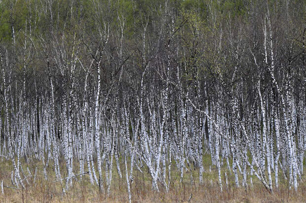 Биолог Ефимов: в Москве начала цвести вызывающая аллергию береза