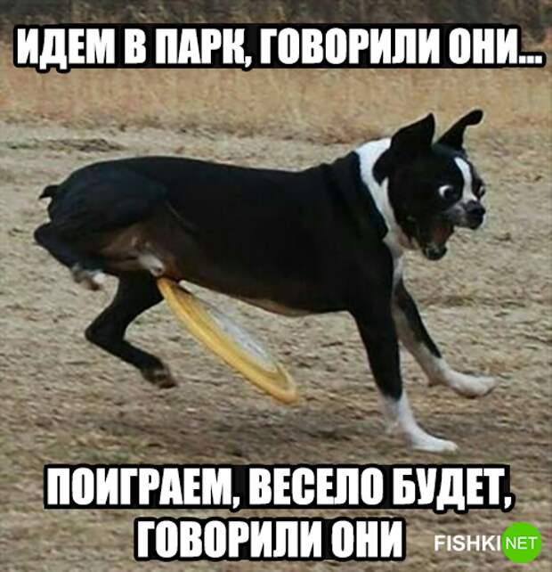 34 самых смешных собачьих фото, известных человечеству животные, мемы, собаки, юмор