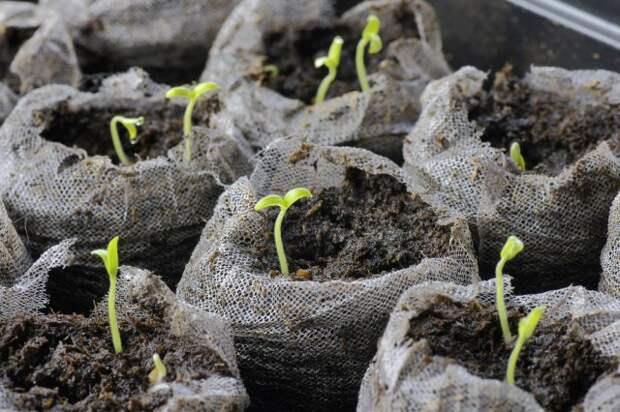 It's spring: indoor garden starter kit with tomato sprouts growing out of peat, focus on the middle plant.