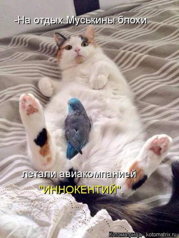 Котоматрицы(картинки с надписями)