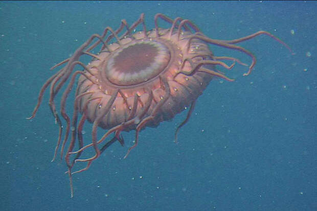 Существа из глубин океана