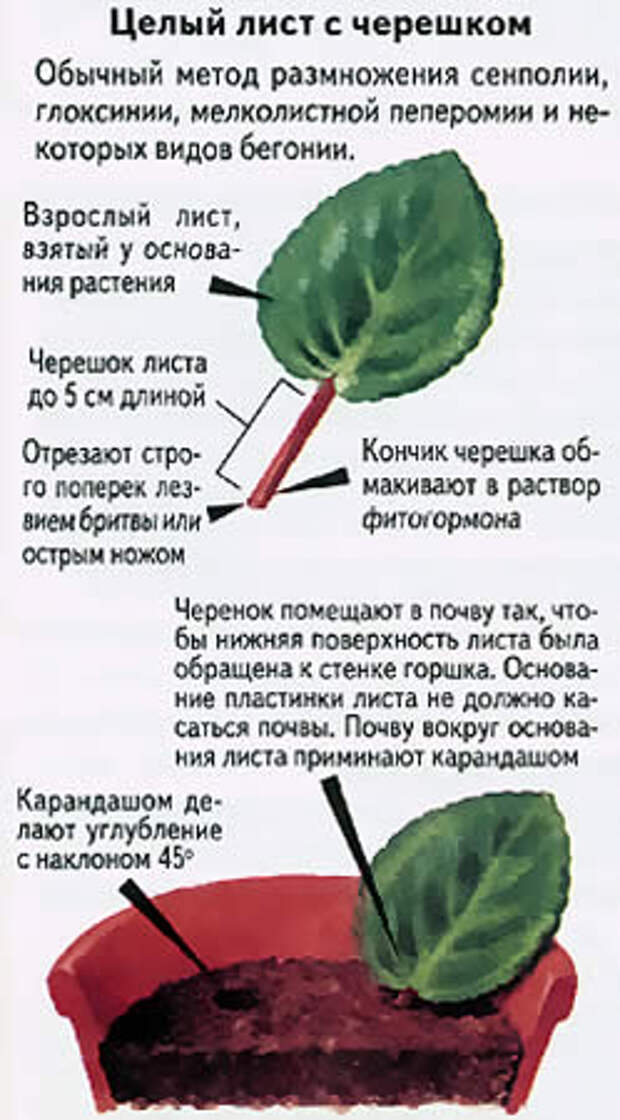 Рассмотрите фотографию листа фиалки узамбарской