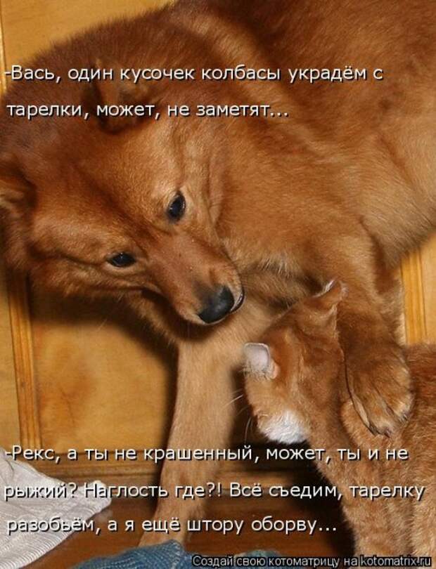 Новая котоматрица (39 фото)