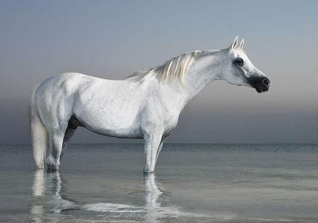 Horsei 12 Грация прекрасных лошадей в фотопроекте Equus