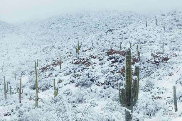 Кактусы в сугробах: в пустыне Аризоны выпал снег аризона, глобальное потепление, кактусы в снегу, красота, пустыня Сонора, снег, сюрреализм наяву, экология