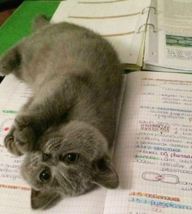 Рьяный противник учебы. Рьяный противник учебы