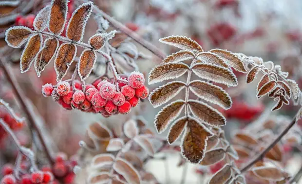 Красота при низких температурах