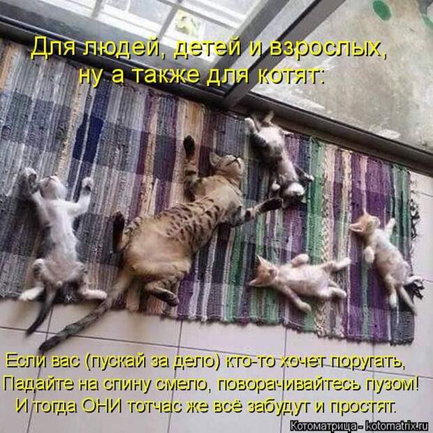 Лучшие котоматрицы недели (50 фото)