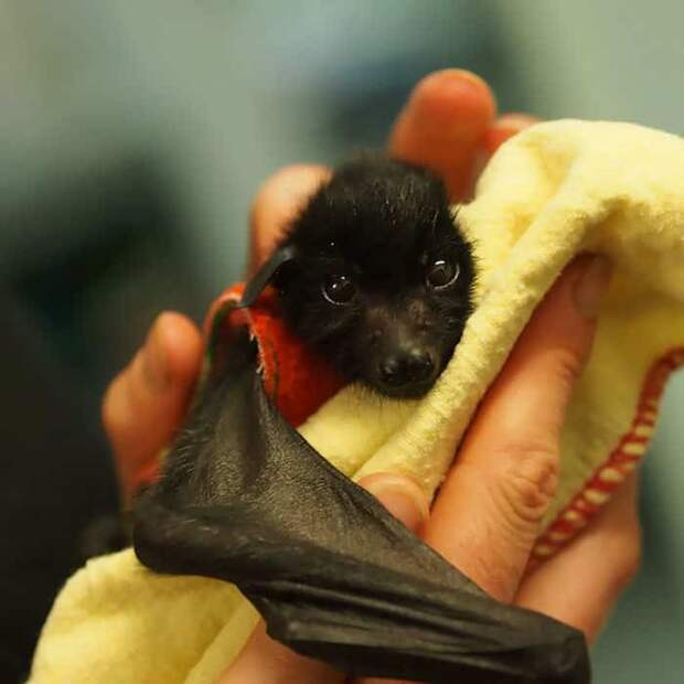 Adorable Bats