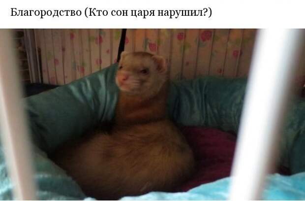 Хорьки это...