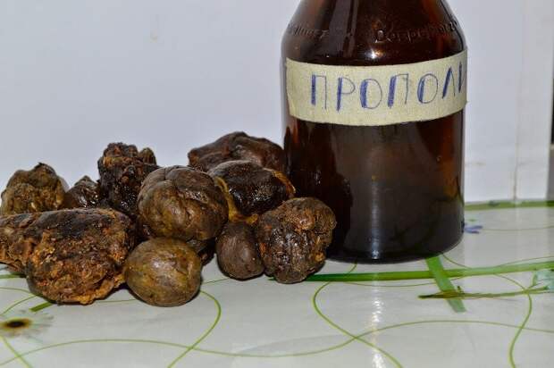 применение настойки прополиса при кашле