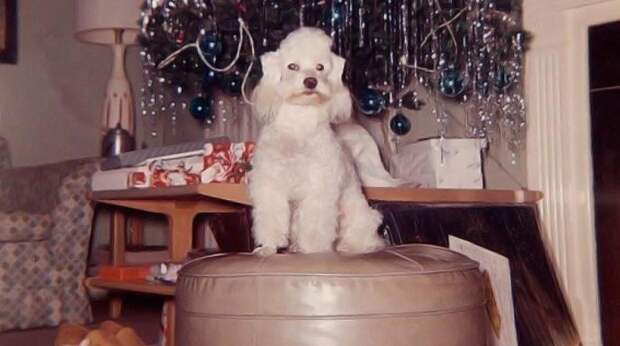 Винтажные фотографии новогодних собак