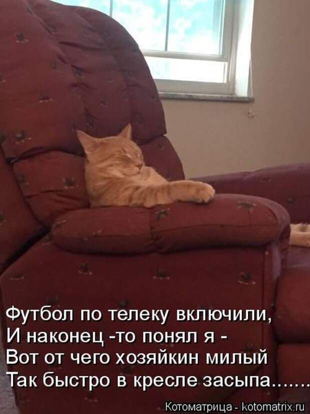 Лучшие котоматрицы недели (50 фото)