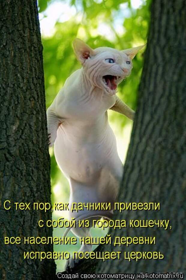 Котоматрицы(картинки с надписями)