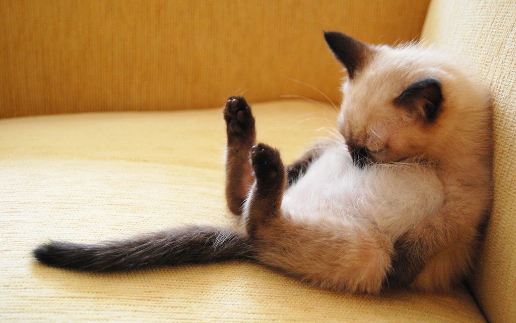 Смешные и забавные кошки