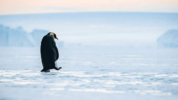 Пингвин-нигилист: почему пингвин, который ушел от стаи, стал популярным мемом