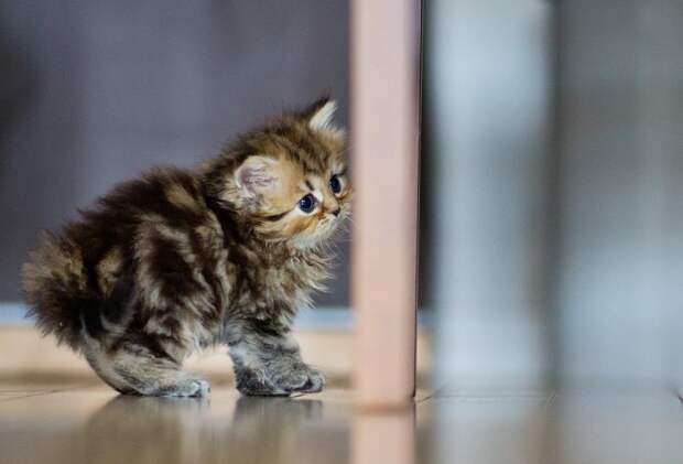 Позитивные котята для улыбки (12 фото) Позитивные котята для улыбки (12 фото)