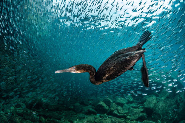 Победители фотоконкурса Bird Photographer of the Year 2020
