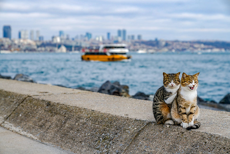Я сфоткал двух обнимающихся бездомных кошек - клянусь, это не поставнока