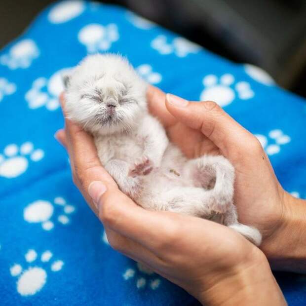 Котенок по прозвищу Дедуля покоряет сердца людей