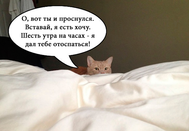 О чем на самом деле думают коты