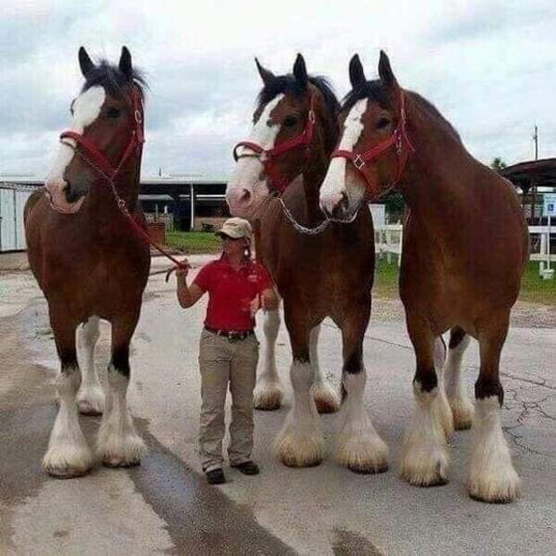 Клайдсдейлы - самые крупные лошади в мире