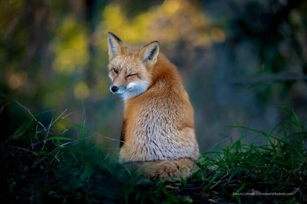 Блог - Финальная гонка будет жаркой: 12 смехотворных ситуаций Comedy Wildlife Photo Awards Финальная гонка будет жаркой: 12 смехотворных ситуаций Comedy Wildlife Photo Awards
