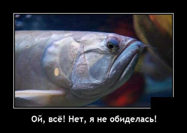 Демотиваторы 14 декабря 2021 года