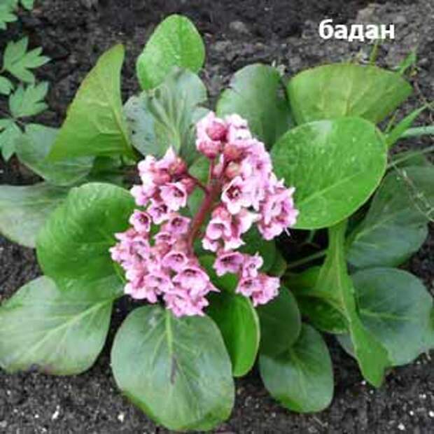 plants-may14-14-(2).jpg