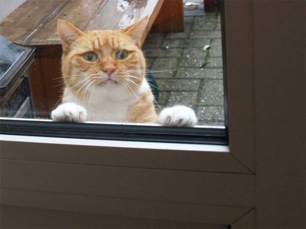 Кошки ,которые очень редко выходят из дома fun, cat