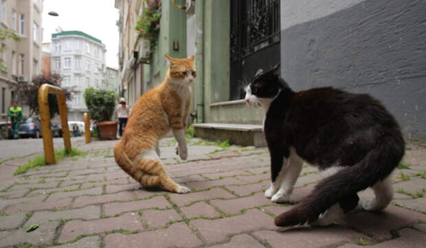 КОТстантинополь кино, кошки, стамбул